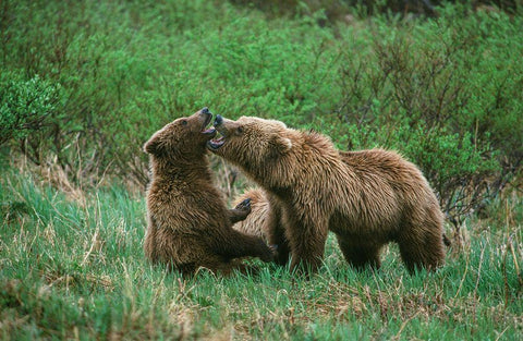 Play behavior between Sow and Cub Brown Bear-McNeil River State Game Reserve-Alaska Black Ornate Wood Framed Art Print with Double Matting by Garber, Howie