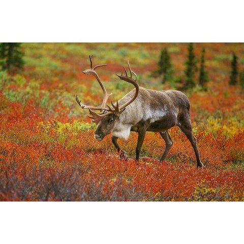 Large male caribou wandering in colorful fall tundra-Denali National Park-Alaska Gold Ornate Wood Framed Art Print with Double Matting by Garber, Howie
