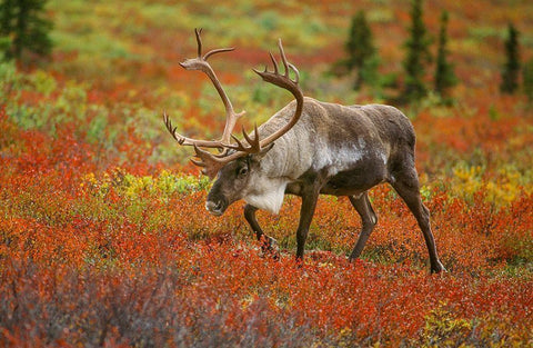 Large male caribou wandering in colorful fall tundra-Denali National Park-Alaska White Modern Wood Framed Art Print with Double Matting by Garber, Howie