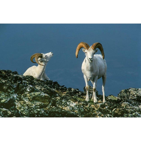Two Dall Sheep Rams on ridge-Denali National Park-Alaska Black Modern Wood Framed Art Print with Double Matting by Garber, Howie