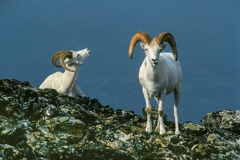 Two Dall Sheep Rams on ridge-Denali National Park-Alaska White Modern Wood Framed Art Print with Double Matting by Garber, Howie