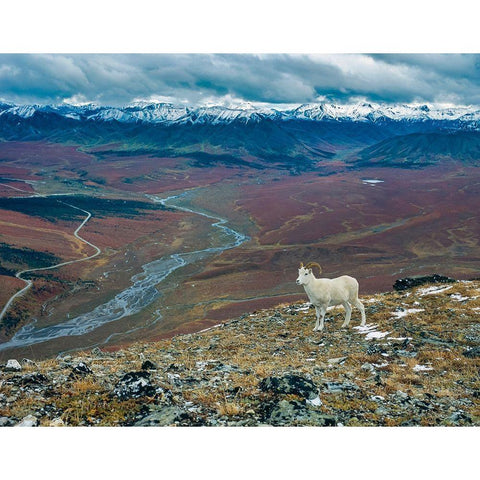 Dall Ram on ridge-fall tundra-Denali National Park-Alaska White Modern Wood Framed Art Print by Garber, Howie