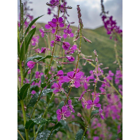 Fireweed and Alaskan morning near Eagle River-Alaska White Modern Wood Framed Art Print by Garber, Howie