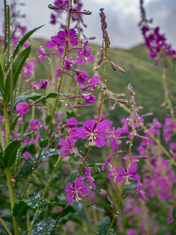 Fireweed and Alaskan morning near Eagle River-Alaska Black Ornate Wood Framed Art Print with Double Matting by Garber, Howie