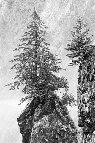 Alaska- Kenai Peninsula. Black and white image of pine tree on a monolith. Black Ornate Wood Framed Art Print with Double Matting by Muir, Janet