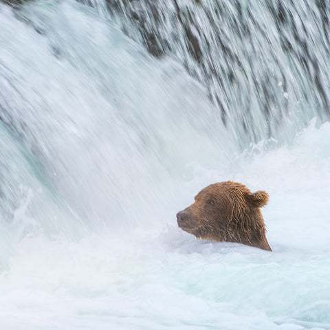 Alaska- Brooks Falls. Grizzly bear swims at the base of the falls. Black Ornate Wood Framed Art Print with Double Matting by Muir, Janet