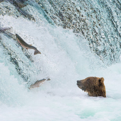 Alaska- Brooks Falls. Grizzly bear at the base of the falls watching fish jump. Black Ornate Wood Framed Art Print with Double Matting by Muir, Janet