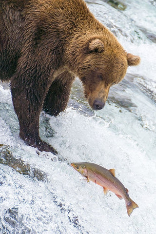 Alaska- Brooks Falls. Grizzly bear at the top of the falls watching a fish jump. Black Ornate Wood Framed Art Print with Double Matting by Muir, Janet