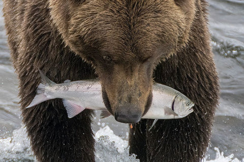 Alaska- Brooks Falls. Grizzley bear holding a salmon in its mouth. Black Ornate Wood Framed Art Print with Double Matting by Muir, Janet