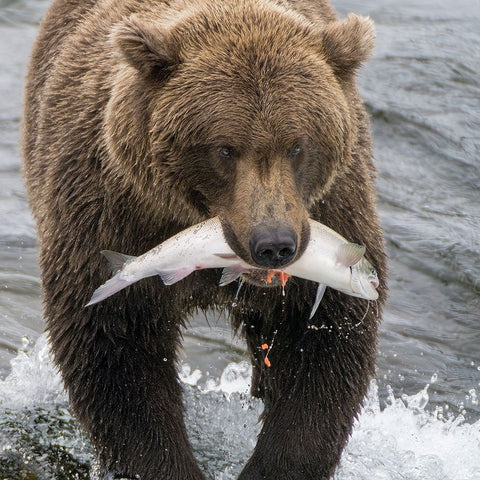 Alaska- Brooks Falls. Grizzley bear holding a salmon in its mouth. Black Ornate Wood Framed Art Print with Double Matting by Muir, Janet