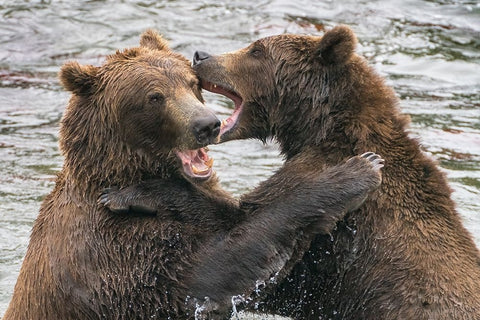 Alaska- Brooks Falls- Two young grizzly bears playing. Black Ornate Wood Framed Art Print with Double Matting by Muir, Janet