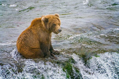 Alaska- Brooks Falls. A grizzly cub sits at the top of the waterfall. Black Ornate Wood Framed Art Print with Double Matting by Muir, Janet