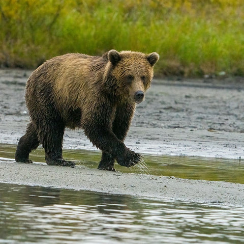 Alaska- Lake Clark. Young grizzly bear walks along the shoreline. Black Ornate Wood Framed Art Print with Double Matting by Muir, Janet