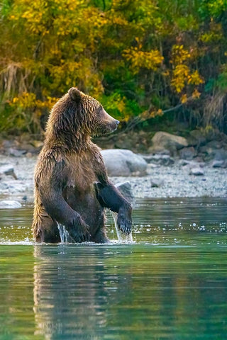 Alaska- Lake Clark. Grizzly bear stands up in the water. Black Ornate Wood Framed Art Print with Double Matting by Muir, Janet