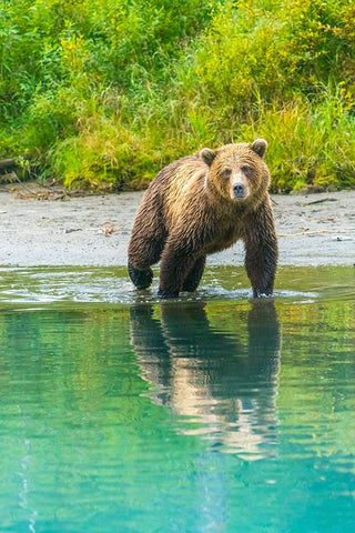 Alaska- Lake Clark. Young grizzly bear walks along the shoreline. Black Ornate Wood Framed Art Print with Double Matting by Muir, Janet