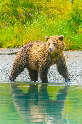 Alaska- Lake Clark. Grizzly bear walks along the shoreline. Black Ornate Wood Framed Art Print with Double Matting by Muir, Janet