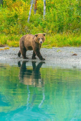 Alaska- Lake Clark. Young grizzly bear walks along the shoreline. White Modern Wood Framed Art Print with Double Matting by Muir, Janet