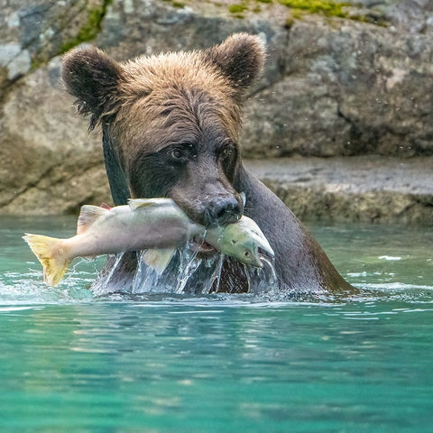 Alaska- Lake Clark. Grizzly bear holds fish while sitting in the water. Black Ornate Wood Framed Art Print with Double Matting by Muir, Janet