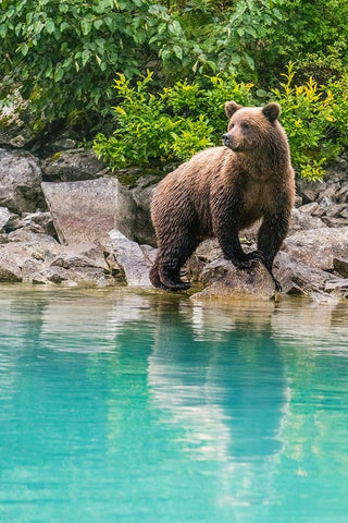 Alaska- Lake Clark. Young grizzly bear walks along the shoreline. Black Ornate Wood Framed Art Print with Double Matting by Muir, Janet