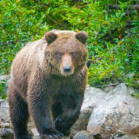 Alaska- Lake Clark. Walking grizzly bear with green foliage in background. Black Ornate Wood Framed Art Print with Double Matting by Muir, Janet