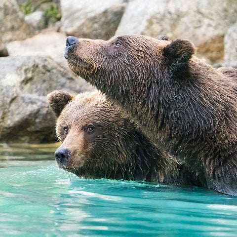 Alaska- Lake Clark. Headshots of two grizzly bears swimming. Black Ornate Wood Framed Art Print with Double Matting by Muir, Janet