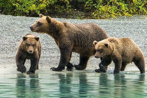 Alaska- Lake Clark. Mom and two cubs walking along the shoreline. Black Ornate Wood Framed Art Print with Double Matting by Muir, Janet