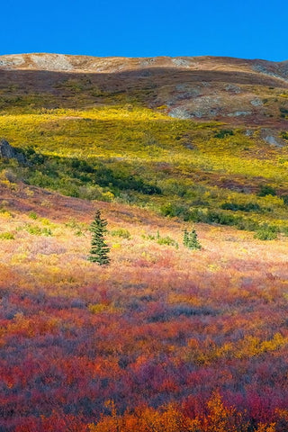 Alaska- Denali National Park. Autumn landscape . Black Ornate Wood Framed Art Print with Double Matting by Muir, Janet