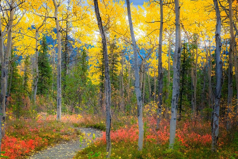 Alaska- Denali National Park. Path along a colorful fall landscape. White Modern Wood Framed Art Print with Double Matting by Muir, Janet