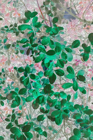 Alaska- Denali National Park. Artistic rendering of leaves. Black Ornate Wood Framed Art Print with Double Matting by Muir, Janet