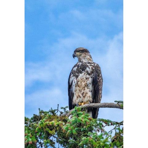 Bald Eagle-Alaska-USA Gold Ornate Wood Framed Art Print with Double Matting by Engelbrecht, Jim