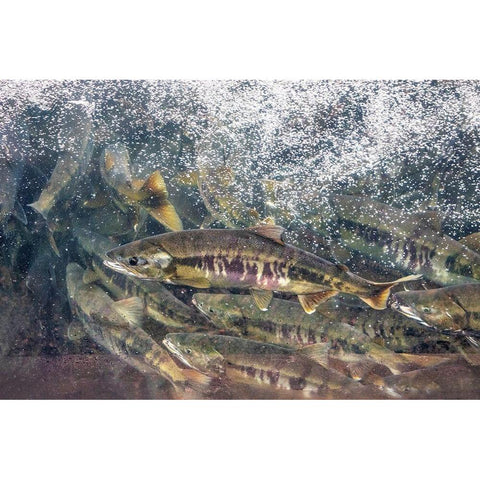Salmon run-Macaulay Salmon Hatchery-Douglas Island-Alaska-USA Gold Ornate Wood Framed Art Print with Double Matting by Engelbrecht, Jim