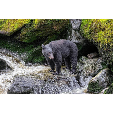 Black Bear-Anan Creek-Wrangell-Alaska-USA Black Modern Wood Framed Art Print by Engelbrecht, Jim