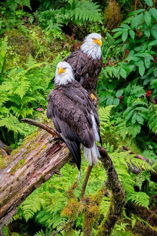Bald Eagle-Anan Creek-Wrangell-Alaska-USA White Modern Wood Framed Art Print with Double Matting by Engelbrecht, Jim