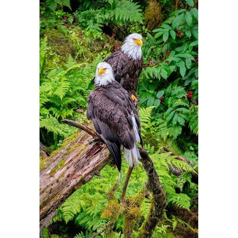 Bald Eagle-Anan Creek-Wrangell-Alaska-USA Black Modern Wood Framed Art Print by Engelbrecht, Jim