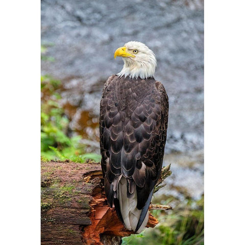 Bald Eagle-Anan Creek-Wrangell-Alaska-USA White Modern Wood Framed Art Print by Engelbrecht, Jim