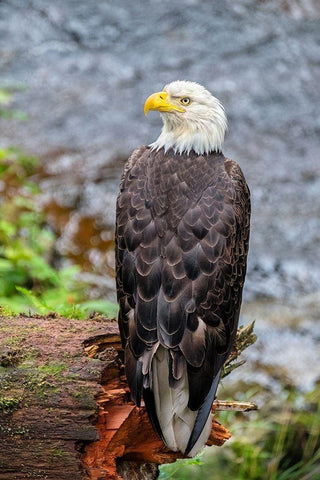 Bald Eagle-Anan Creek-Wrangell-Alaska-USA White Modern Wood Framed Art Print with Double Matting by Engelbrecht, Jim