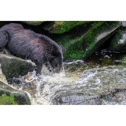 Black Bear-Salmon run-Anan Creek-Wrangell-Alaska-USA White Modern Wood Framed Art Print by Engelbrecht, Jim