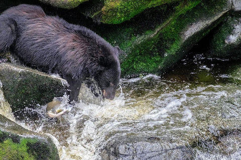 Black Bear-Salmon run-Anan Creek-Wrangell-Alaska-USA White Modern Wood Framed Art Print with Double Matting by Engelbrecht, Jim