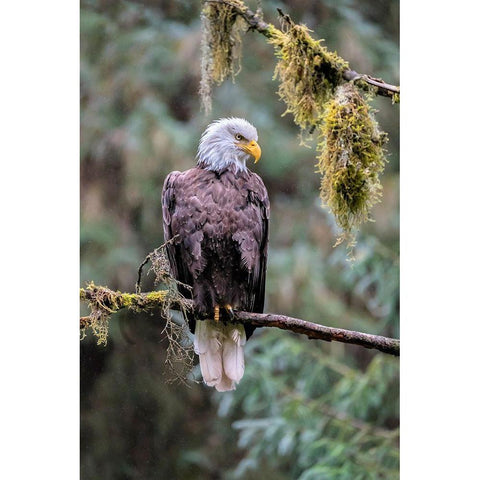 Bald Eagle-Anan Creek-Wrangell-Alaska-USA White Modern Wood Framed Art Print by Engelbrecht, Jim