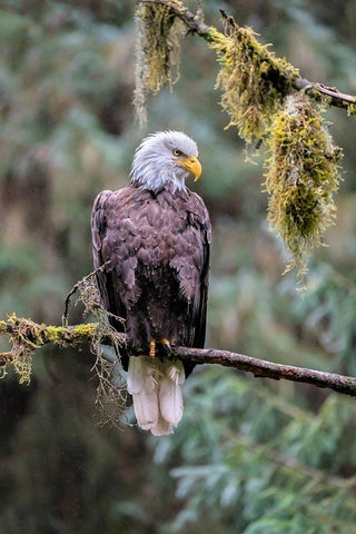 Bald Eagle-Anan Creek-Wrangell-Alaska-USA Black Ornate Wood Framed Art Print with Double Matting by Engelbrecht, Jim