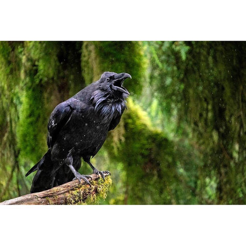 Raven-Anan Creek-Wrangell-Alaska White Modern Wood Framed Art Print by Engelbrecht, Jim