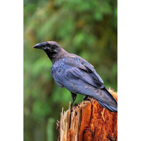 Raven-Anan Creek-Wrangell-Alaska Black Modern Wood Framed Art Print by Engelbrecht, Jim