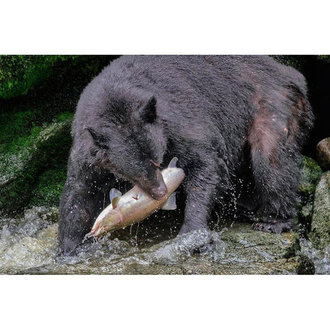 Black Bear-Salmon run-Anan Creek-Wrangell-Alaska-USA Black Modern Wood Framed Art Print by Engelbrecht, Jim