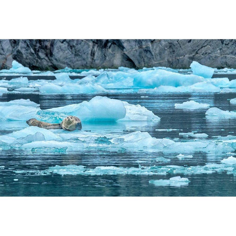 Harbor Seal-LeConte Bay-Alaska-USA Black Modern Wood Framed Art Print by Engelbrecht, Jim