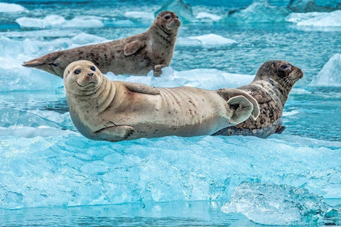 Harbor Seal-LeConte Bay-Alaska-USA Black Ornate Wood Framed Art Print with Double Matting by Engelbrecht, Jim