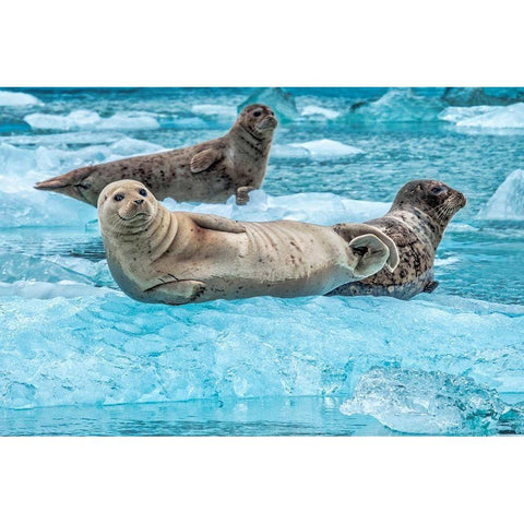 Harbor Seal-LeConte Bay-Alaska-USA Black Modern Wood Framed Art Print by Engelbrecht, Jim
