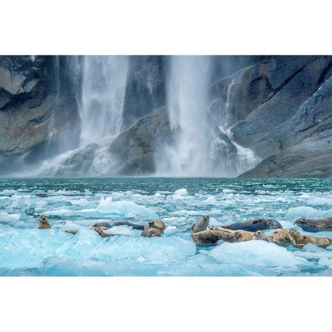Waterfall-Harbor Seal-LeConte Bay-Alaska Gold Ornate Wood Framed Art Print with Double Matting by Engelbrecht, Jim