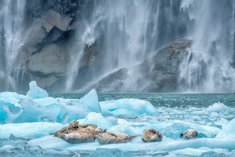 Waterfall-Harbor Seal-LeConte Bay-Alaska White Modern Wood Framed Art Print with Double Matting by Engelbrecht, Jim