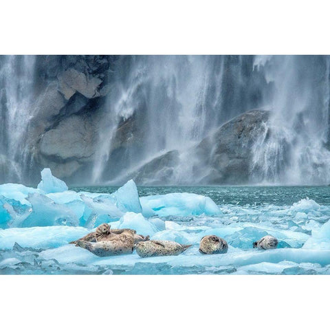 Waterfall-Harbor Seal-LeConte Bay-Alaska Gold Ornate Wood Framed Art Print with Double Matting by Engelbrecht, Jim