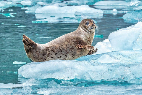 Harbor Seal-LeConte Bay-Alaska-USA White Modern Wood Framed Art Print with Double Matting by Engelbrecht, Jim